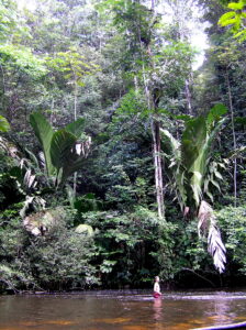 crique et cascades angèle