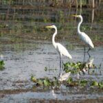 couple aigrettes 