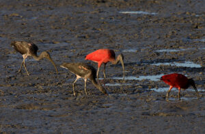 Ibis rouges dans l'estuaire de Kaw
