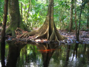 Foret Immergée crique Gabriel