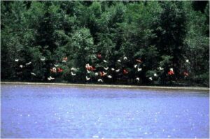 Vol d'ibis rouge dans l'estuaire du Marais de Kaw