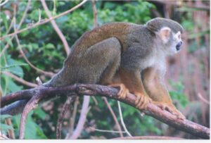 Saïmiris sur l'Ilet la Mère