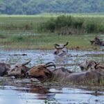 Zébus marais de Kaw