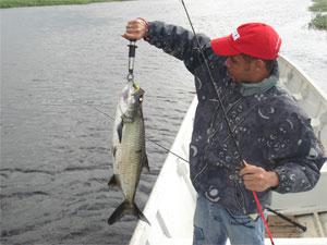Pêche au Baby Tarpon au Marais de Kaw