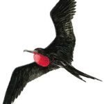 frégate Connétable