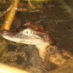 petit caiman